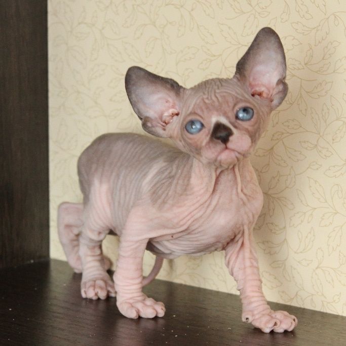 Котята. Канадские сфинксы. Голубоглазые