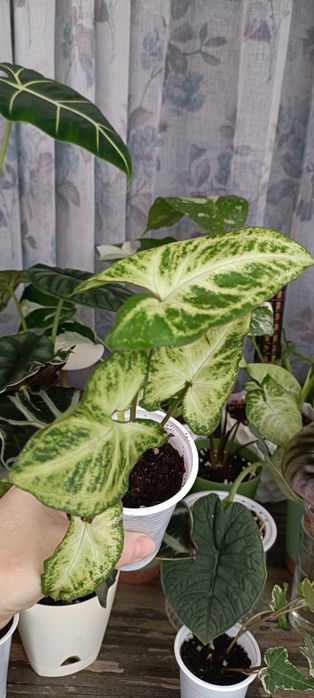 Продаю Сингониум Эрроу