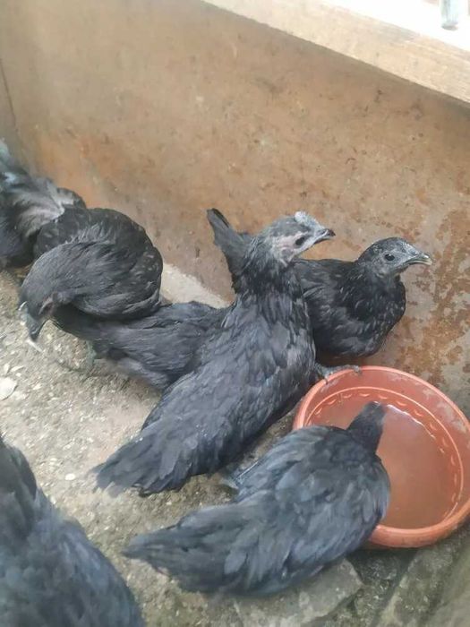 Ухейилюй китайская несушка пара продам.