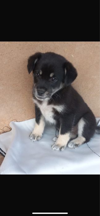 Dau spre adoptie 5 cateluse superbe