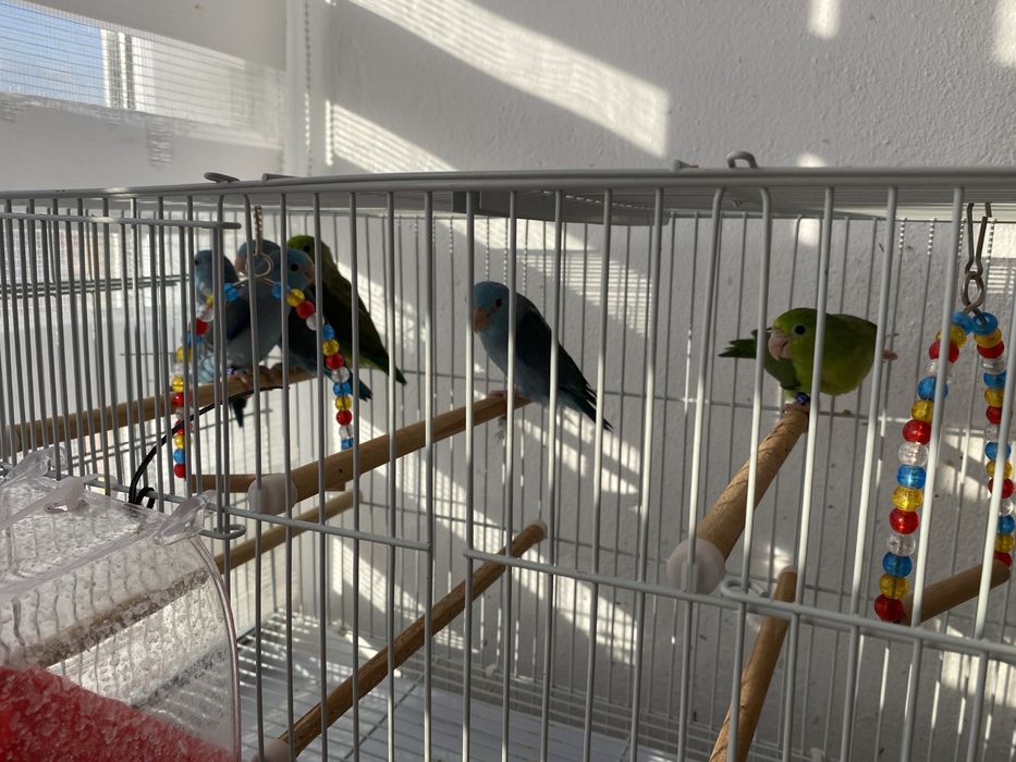 Vand papagali forpus coelestis