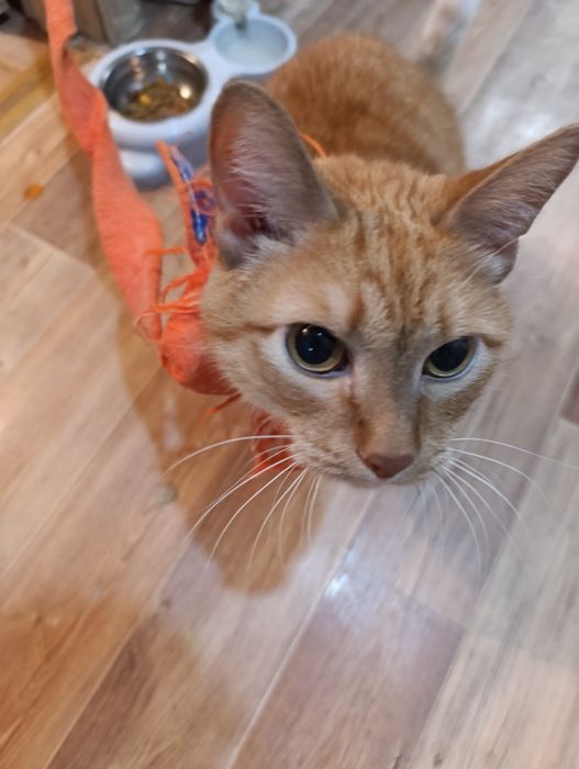 отдам кастрированного кота