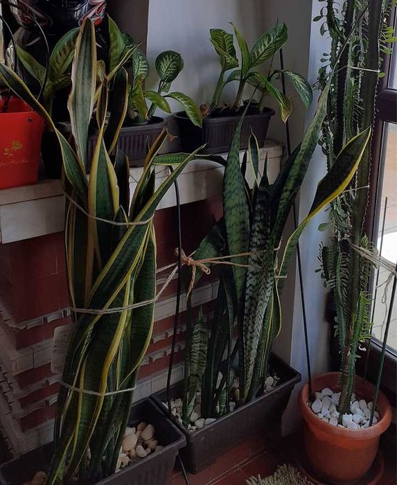 plante verzi, sansevieria trifasciata (limba soacrei)