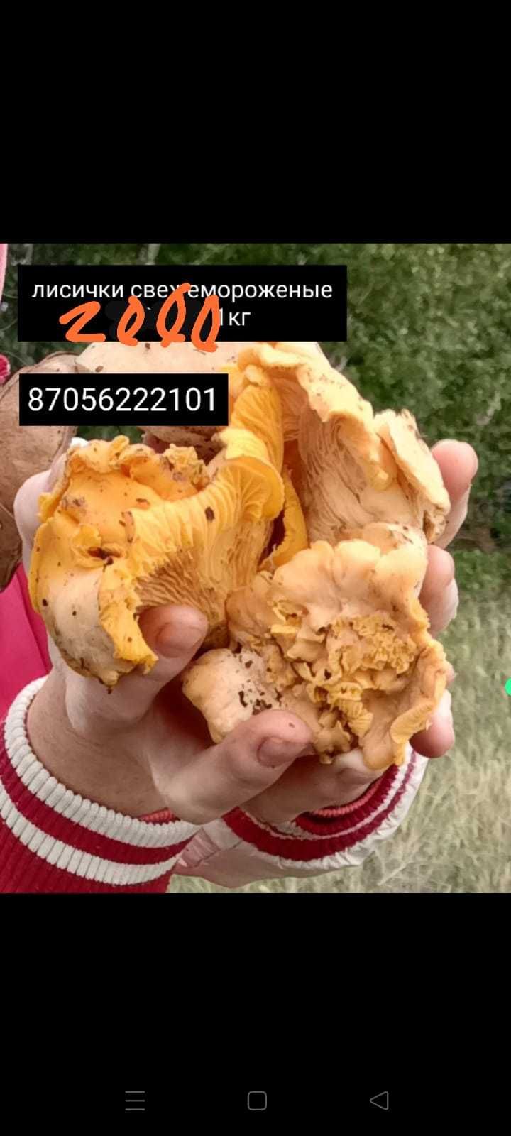 Продам свежие грибы лисички