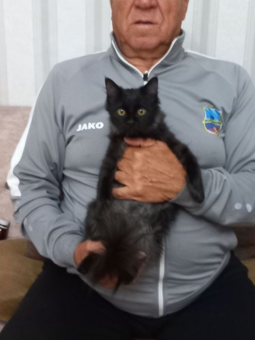 Отдам котенка в хорошие руки