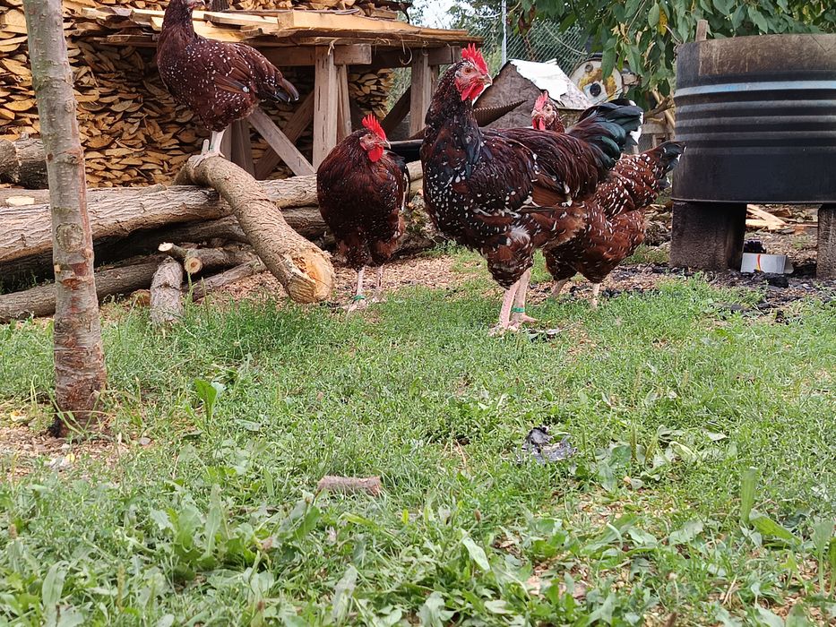 Cocosi tineri sussex porțelan