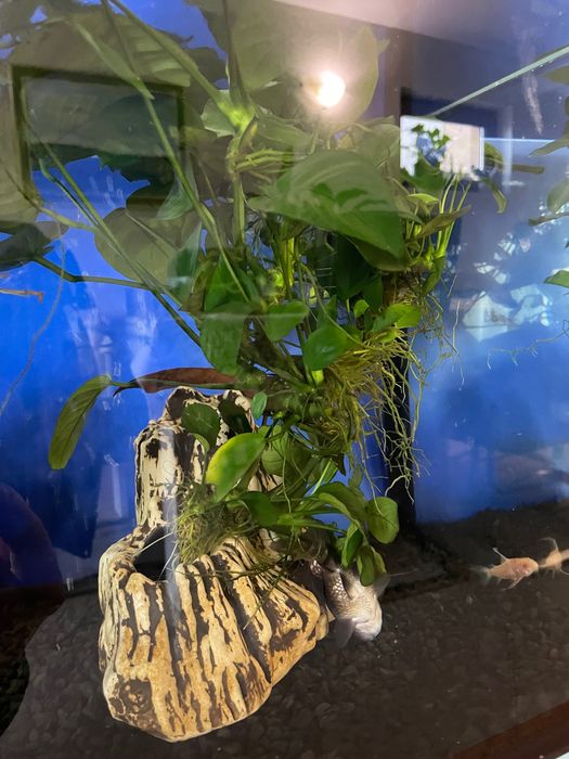 Стъклен аквариум 100 литра с подарък оборудване