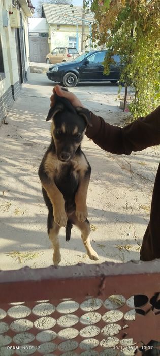 Kuchukcha chupon kuchuk