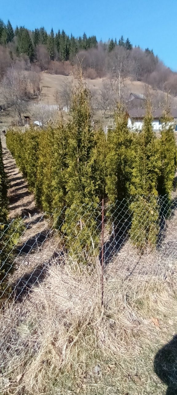 Tuia 1,8-2m inaltime Thuja Occidentalis Columnaris