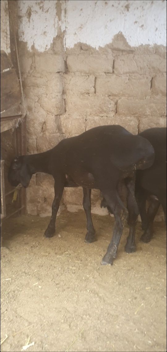 Qirgiz qozi qochqorla uzun narsala soglom