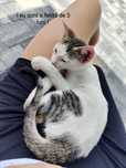Ofer spre adopție pisicuti cu sterilizare gratuita la 6luni