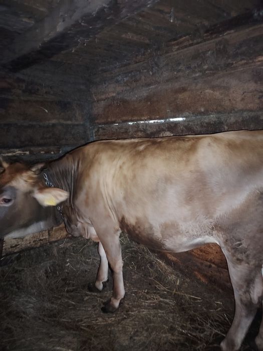 Jurinca de vânzare a fata de 8 luni