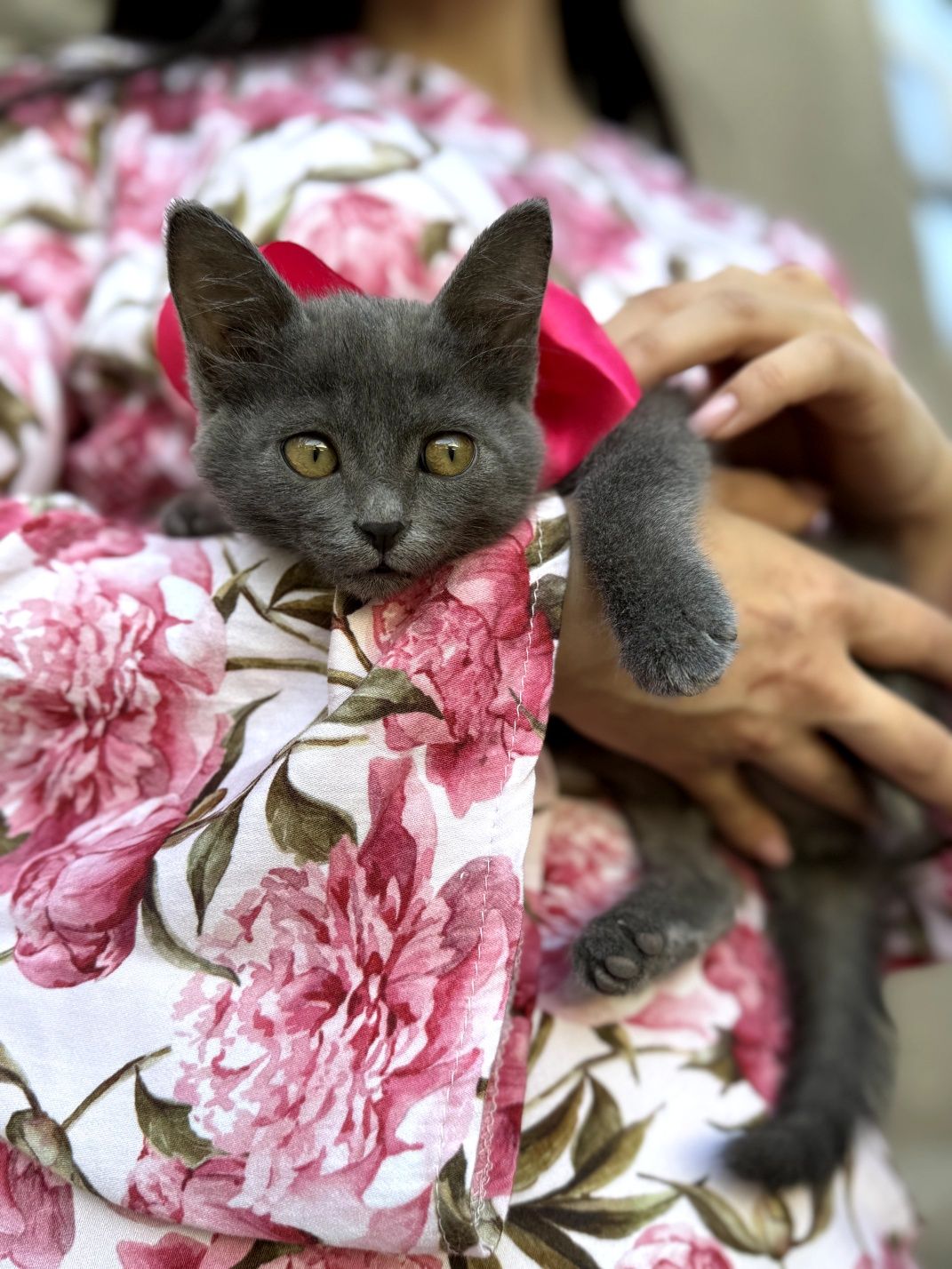 Отдам котят в добрые и ответственные руки.