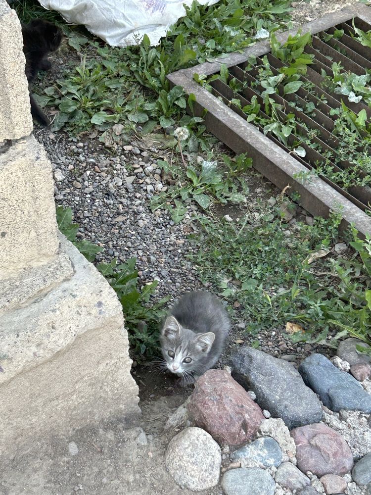 Котятя 2 мальчика и 1 девочка.