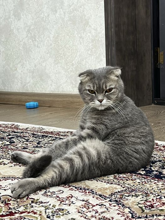 Продам своего породистого кота