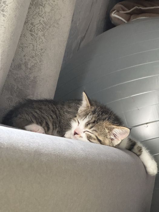 котенок мальчик малыш