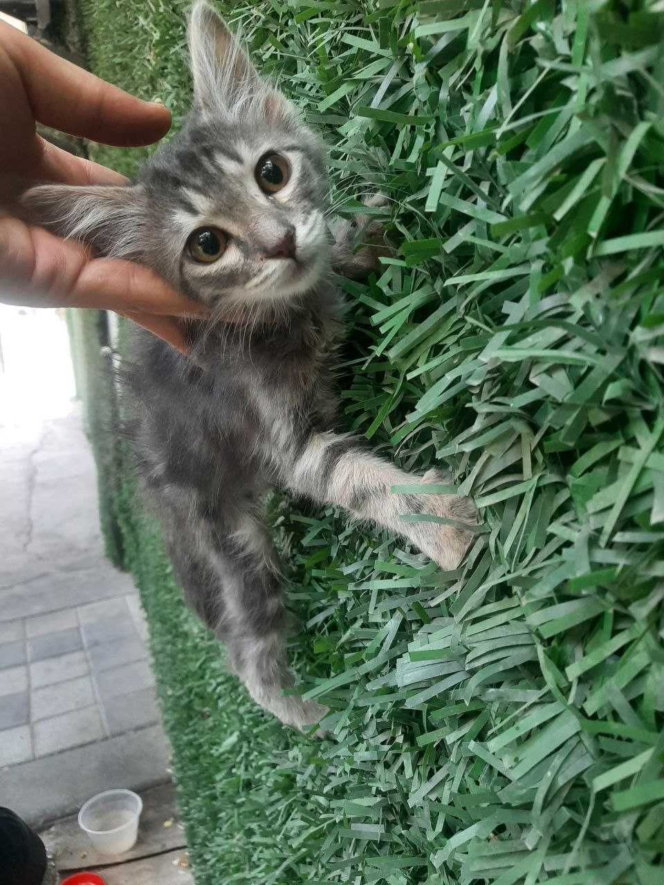 Котята, 2-3 месяца
