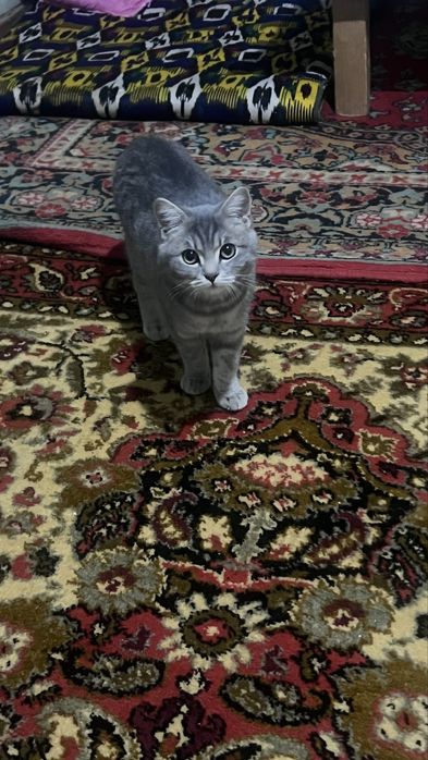 Британская кошка