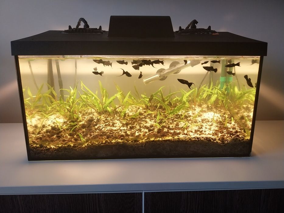 Acvariu complet de vanzare