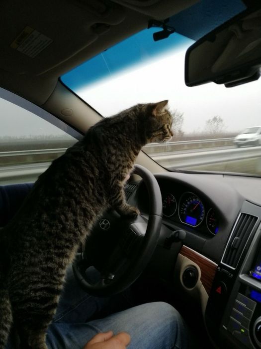 ЗООТАКСИ для ваших любимцев — безопасно и с заботой!