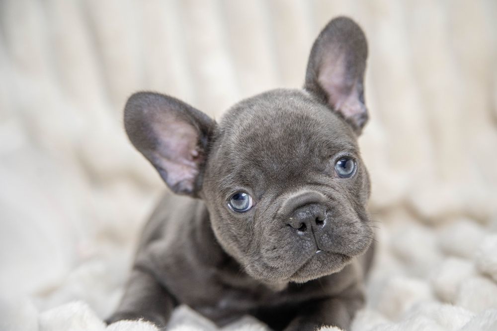 bulldog francez blue baietel