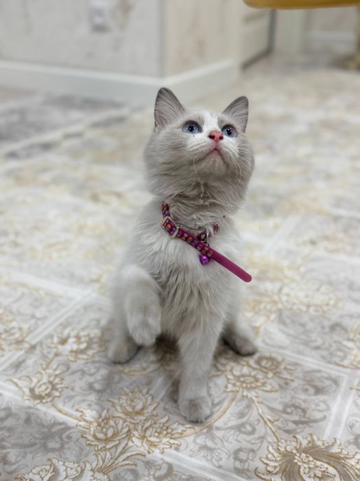 Котенок породы регдол Ragdoll/ рэгдол