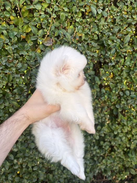 Померан - шпиц момичета