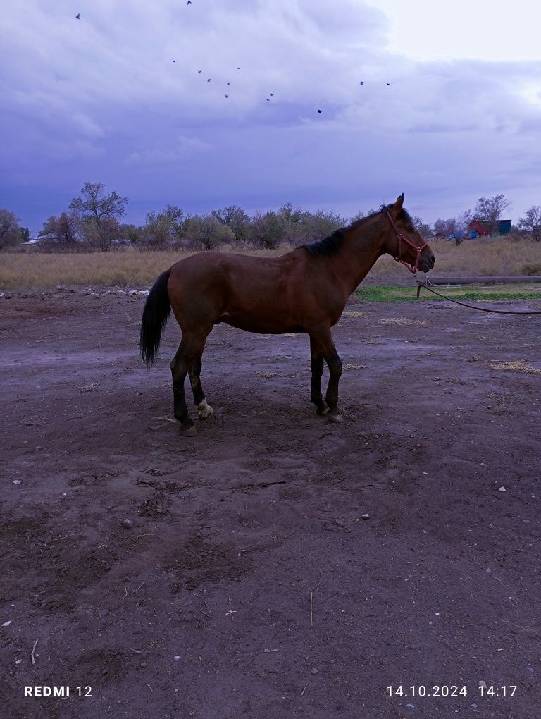 Айғыр сатылады. Торг бар.