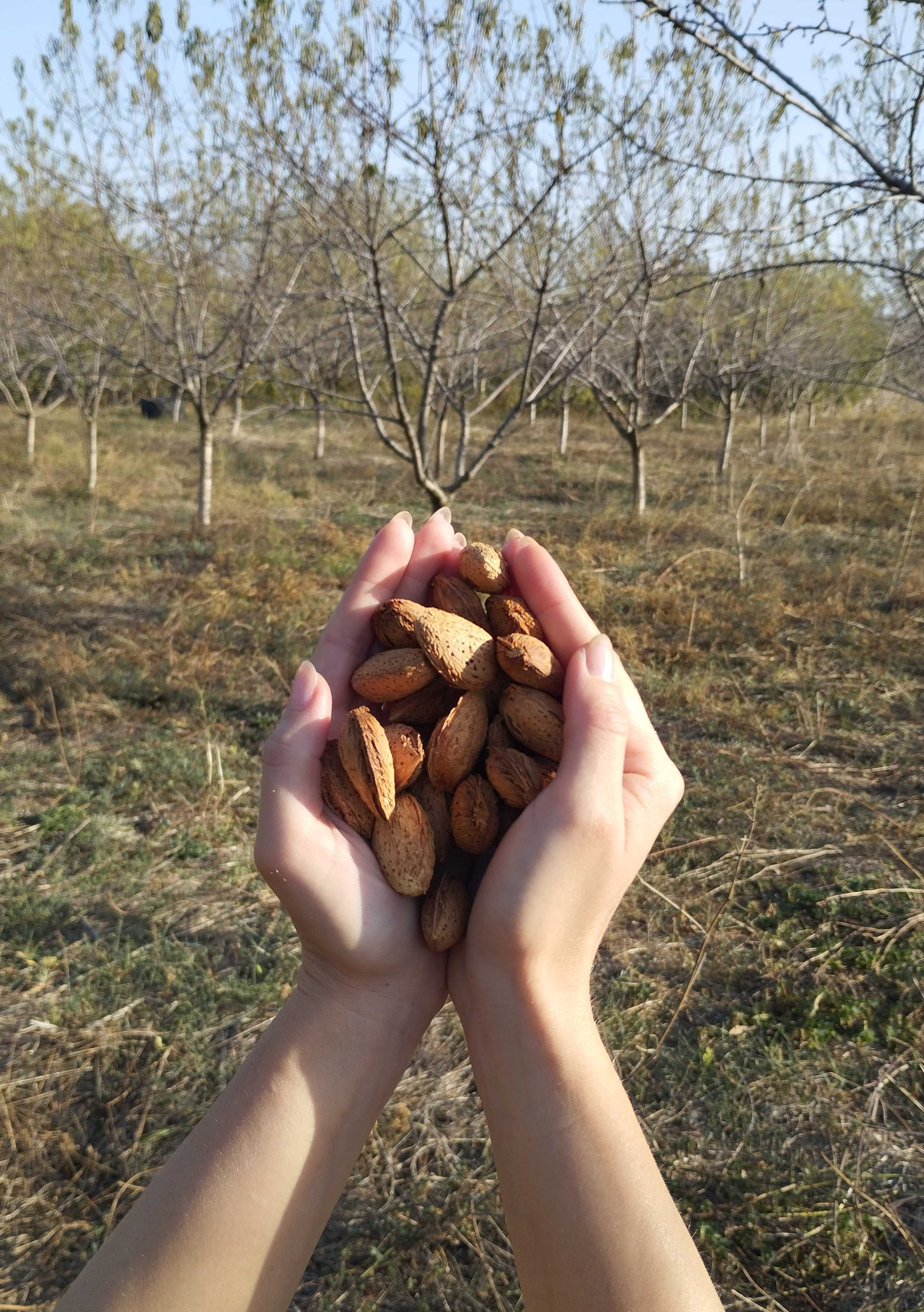 Бадеми с черупки