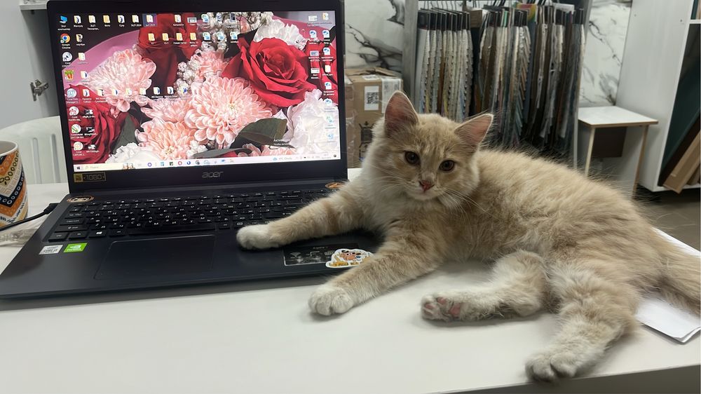 Отдам рыжего котенка в добрые руки