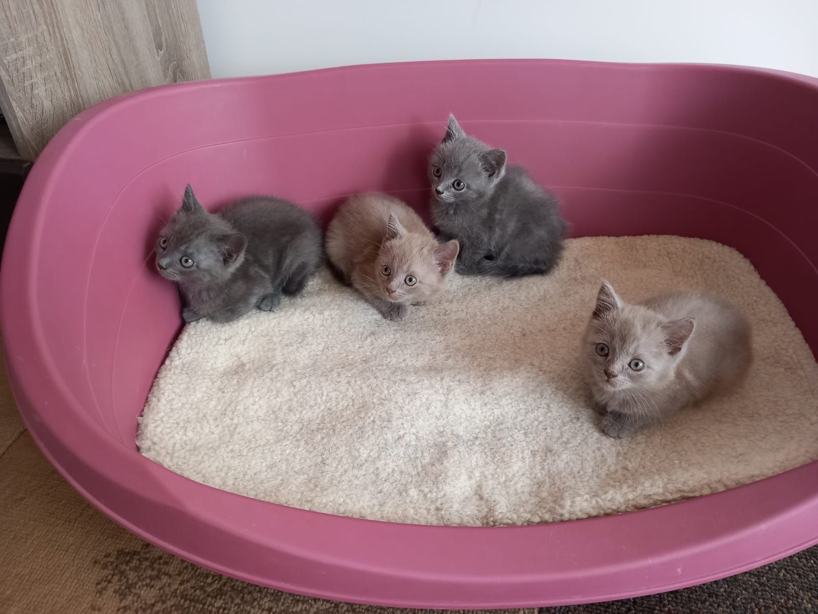 Британски котенца