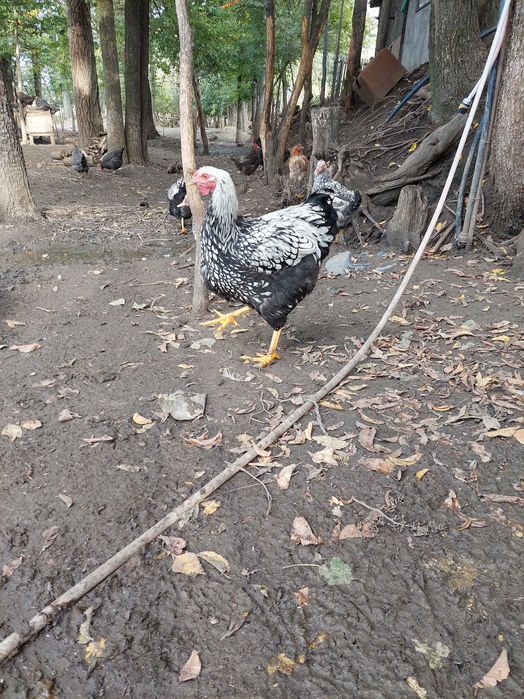 De vanzare puicute si cocosi din rasa de gaini wyandotte