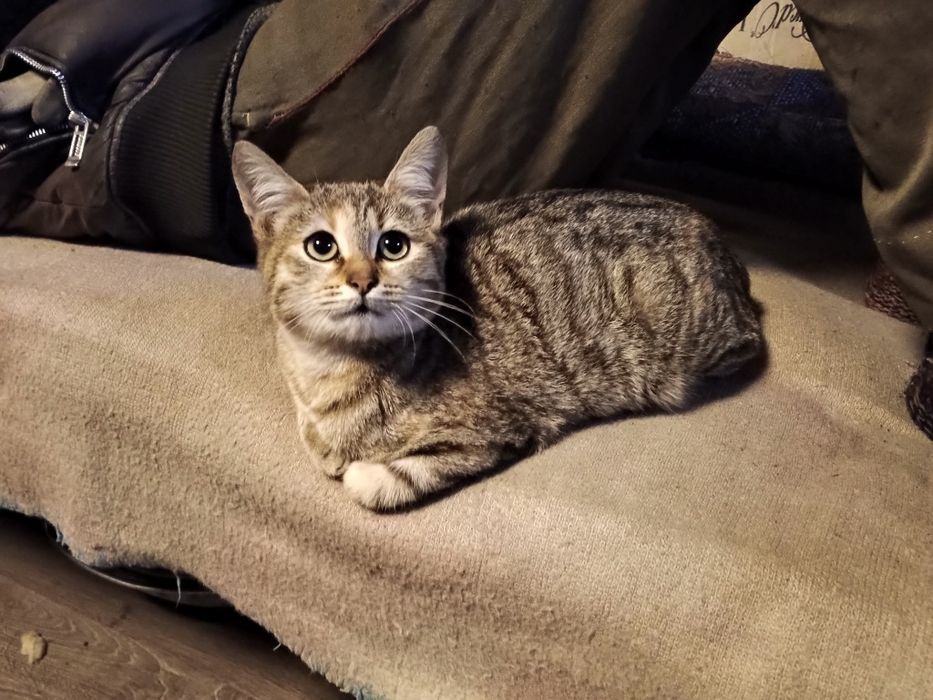 Подарявам женско коте