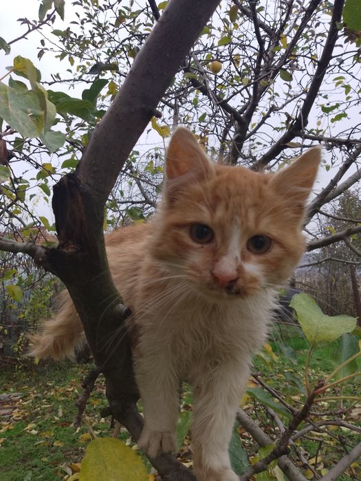 Подарява се мъжко котенце