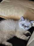 motanel  de rasa exotic shorthair