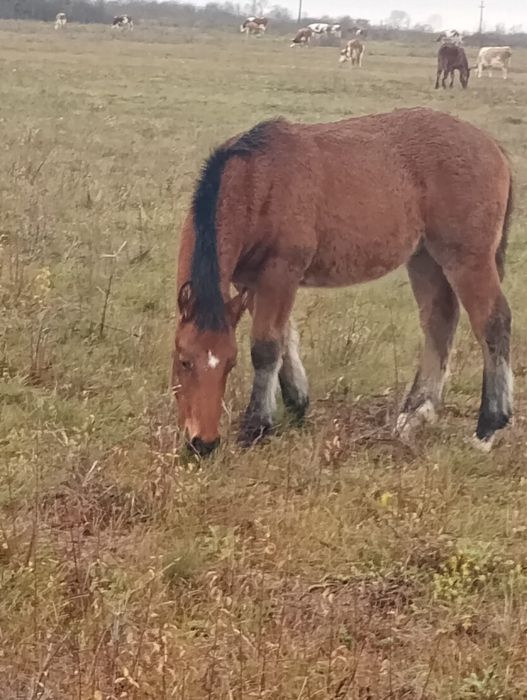 Vând mânz ( varsta de 5 luni )