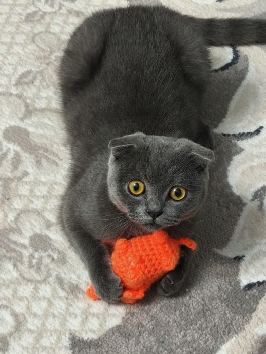 Продам котика породы скоттиш - фолд