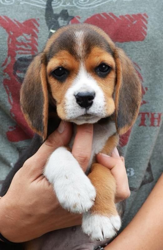 Pui beagle original