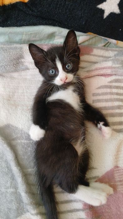 6 pui de pisică spre adoptie