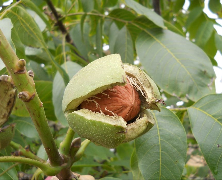 Puieți Nuc Altoiți Certificați Anul 3