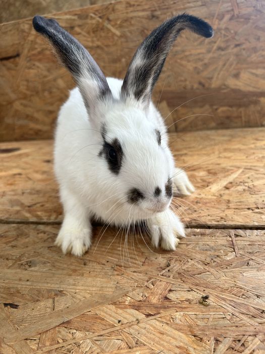 Кролики мясной породы.Серый великан