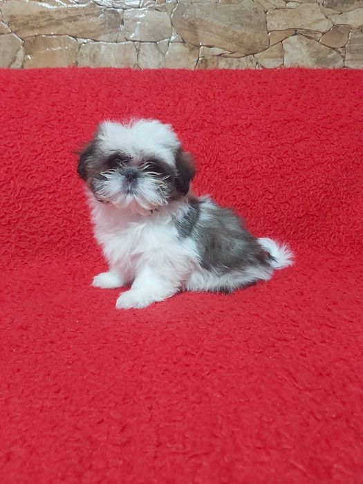 Pui shih-tzu alb-maro
