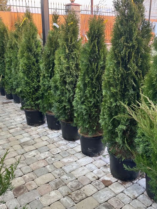 Туя Смарагд с посадкой