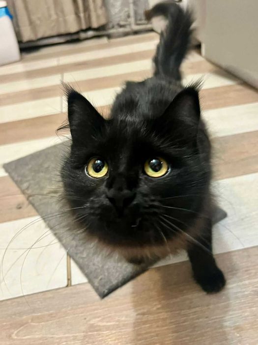 Молодая кошечка ищет добрых хозяев