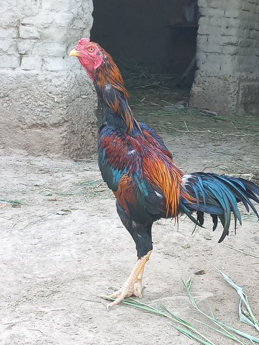 Срочно соғлом сотувда