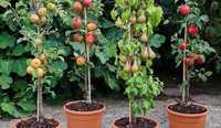 Pomi fructiferi columnari calitate