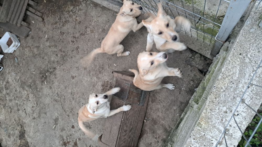 Donez mobilă c a t e i