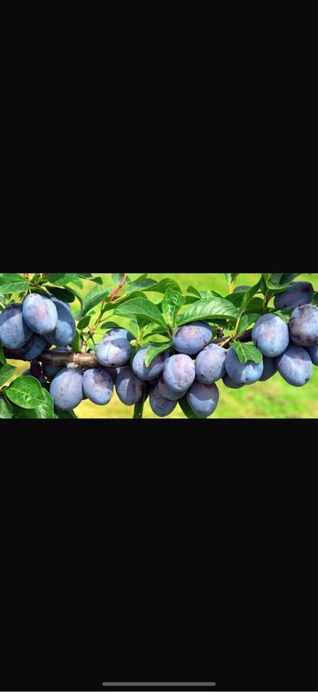 Prune  engross vrancea