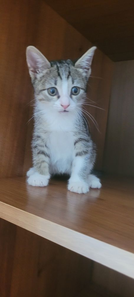 Отдам котенка в хорошую