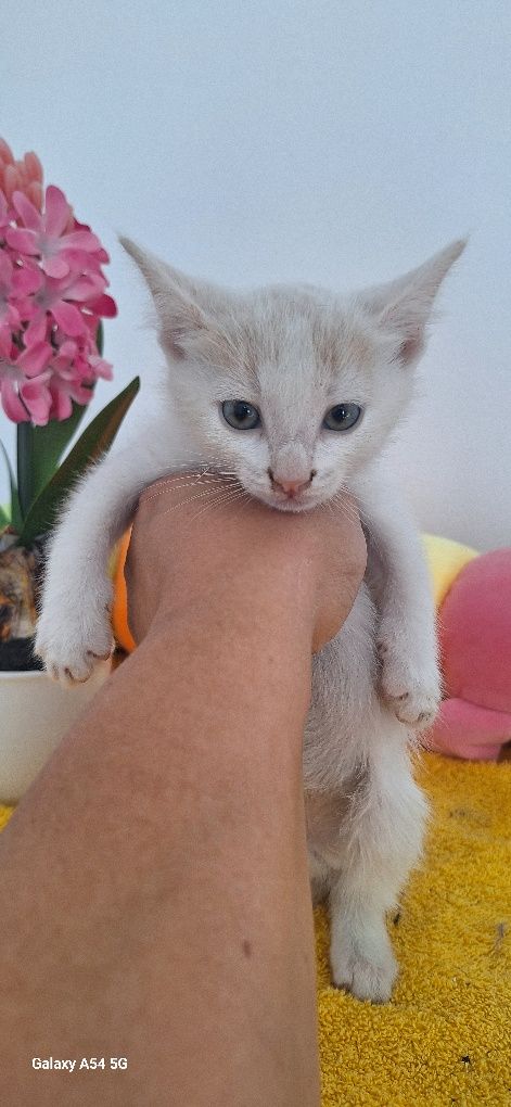 В добрые руки кошка